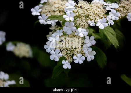 Hydrangea quercifolia, commonly known as oakleaf hydrangea or oak-leaved hydrangea Stock Photo
