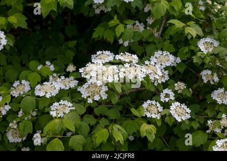 Hydrangea quercifolia, commonly known as oakleaf hydrangea or oak-leaved hydrangea Stock Photo