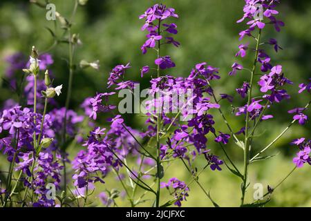 Dame's rocket (Hesperis matronalis ) known as damask-violet, dame's-violet, dames-wort, dame's gilliflower, night-scented gilliflower, queen's gillifl Stock Photo