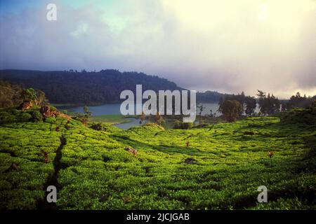 Landscape of tea plantation in a background of Situ Patenggang lake in Rancabali near Ciwidey in Bandung, West Java, Indonesia. Stock Photo