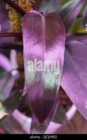 burgundy rubber tree Rubber Plant 'Burgundy' main image 1