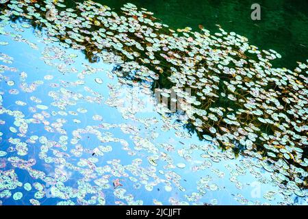 Water lily plants in Eagle Lake in Morehead, Kentucky in fall Stock Photo