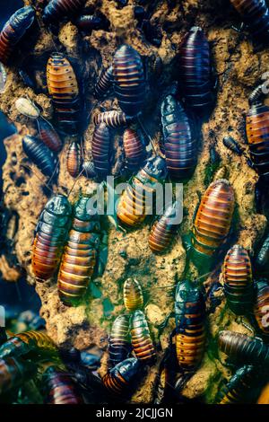 Close-up image of a colony of Madagascar hissing cockroach (Gromphadorhina portentosa) Stock Photo