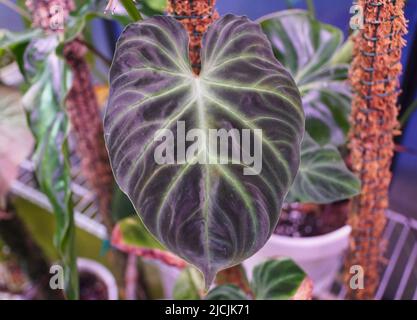 A beautiful leaf of Philodendron Verrucosum dark form, a popular houseplant Stock Photo