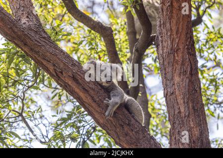 Sleepy Koala (Phascolarctos cinereus), native Australian icon, holding on to an inclined tree branch and another one seen blurred in the background. Stock Photo