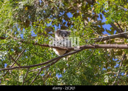 A Koala (Phascolarctos cinereus) sleeping high up on a tree branch, with green foliage in the background. Koalas are native Australian marsupials. Stock Photo
