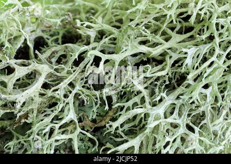 Oak moss Stock Photo