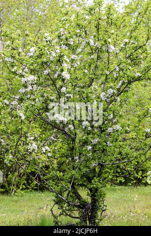 European crab apple Stock Photo