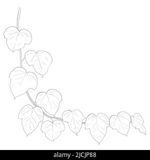 Drawing of ivy leaves isolated on white background. vector illustration Stock Vector