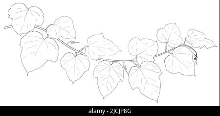 Drawing of ivy leaves isolated on white background. vector illustration Stock Vector