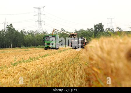 BINZHOU, CHINA - JUNE 13, 2022 - Members of a farmer's professional cooperative harvest wheat in Gaomiaoli Village, Pangjia Town, Boxing County, Binzh Stock Photo