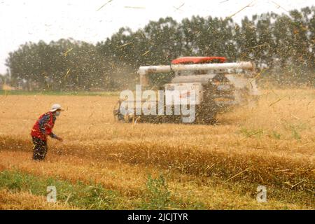 BINZHOU, CHINA - JUNE 13, 2022 - Members of a farmer's professional cooperative harvest wheat in Gaomiaoli Village, Pangjia Town, Boxing County, Binzh Stock Photo