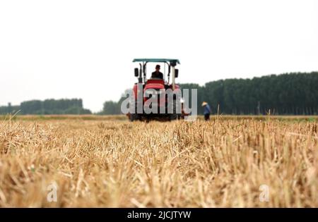 BINZHOU, CHINA - JUNE 13, 2022 - Members drive large machines to plant corn in gaomioli Village, Pangjia Town, Boxing County, Binzhou city, East China Stock Photo