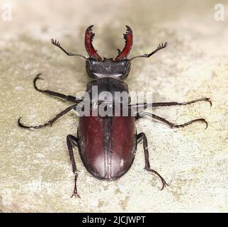 Stag beetle Scientific name: Lucanus cervus Stock Photo