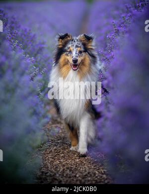 Look at me Stock Photo
