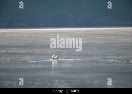 Piesport, Germany. 14th June, 2022. A swan drifts on the Moselle in the morning hours. Credit: Harald Tittel/dpa/Alamy Live News Stock Photo