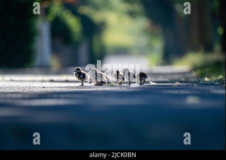 Piesport, Germany. 14th June, 2022. Nile goose chicks take advantage of the first rays of sunshine on the Moselle riverbank path to warm up. Credit: Harald Tittel/dpa/Alamy Live News Stock Photo