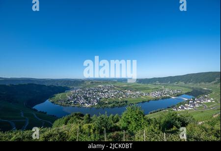 Piesport, Germany. 14th June, 2022. Cloudless sky is over the Mosel loop and the wine village Piesport in the morning. Credit: Harald Tittel/dpa/Alamy Live News Stock Photo