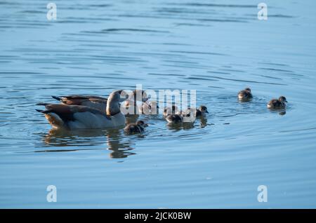 Piesport, Germany. 14th June, 2022. A Nile goose family swims in the morning on the Moselle. Credit: Harald Tittel/dpa/Alamy Live News Stock Photo