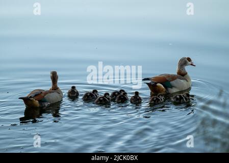 Piesport, Germany. 14th June, 2022. A Nile goose family swims in the morning on the Moselle. Credit: Harald Tittel/dpa/Alamy Live News Stock Photo