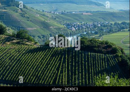 Piesport, Germany. 14th June, 2022. Vineyards surround the Moselle village of Kesten. Credit: Harald Tittel/dpa/Alamy Live News Stock Photo