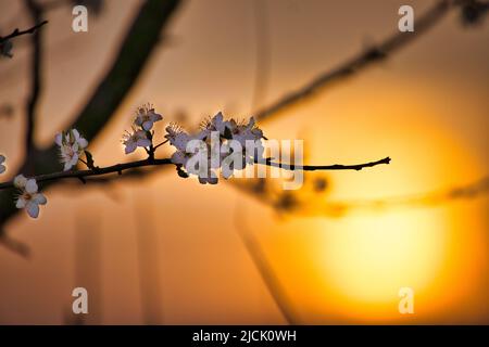 Cherry blossoms in the foreground during romantic sunset in front of a meadow. Nature photo Stock Photo