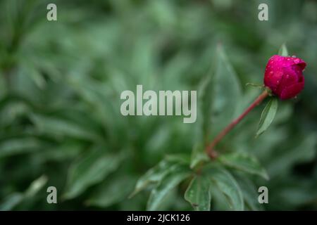 Drops of water on a crimson rose bud. Blurred background. Macro. Garden, garden floriculture Stock Photo