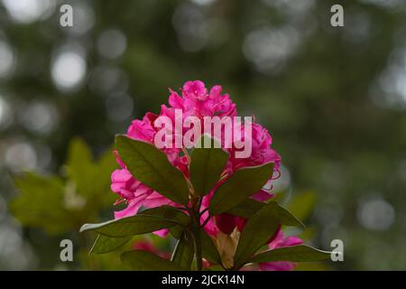 First bright pink rhododendron flower Stock Photo