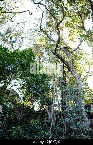 Paradise Lost In Kiambu County Kenya East Africa Stock Photo