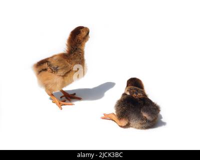 Two brown chicken chicks, small hens, two weeks old. One of them stands and the other lies. Small brown chickens with shadow isolated on white backgro Stock Photo
