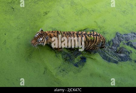 Bengal tigers relax in the water Stock Photo