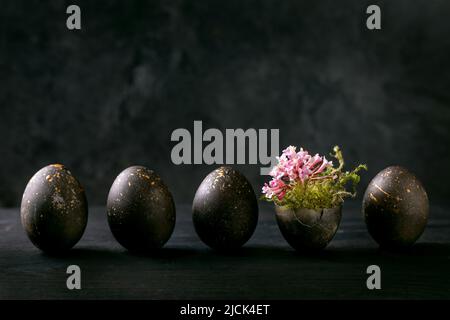 Black Easter concept. Bio colored black eggs with golden spots with moss and small pink flowers in row on dark wooden background. Stock Photo