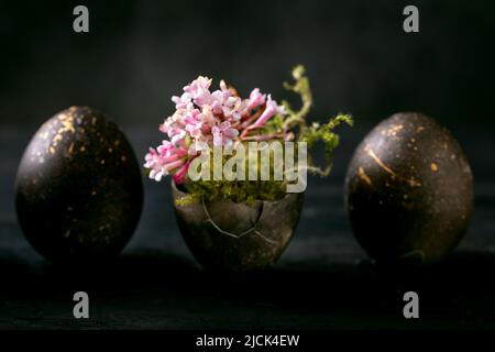 Black Easter concept. Bio colored black eggs with golden spots with moss and small pink flowers in row on dark wooden background. Stock Photo