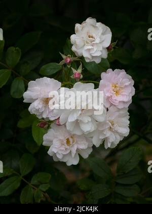 A mass of gorgeous, fragrant, pale pink rambling roses Stock Photo