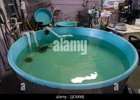 A rescued Green Sea Turtle in a tank in the veterinary clinic at Sea Turtle, Inc. on South Padre Island, Texas. Stock Photo