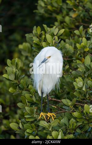 A Snowy Egret, Egretta thula, in breeding plumage perched in a black mangrove tree.  South Padre Island, Texas. Stock Photo