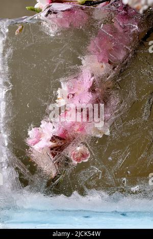 Beautiful flowers pink blooming sakura cherry branch in transparent ice block. Frozen beauty concept. Floral greeting card Stock Photo