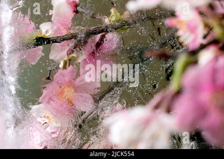 Beautiful flowers pink blooming sakura cherry branch in transparent ice block. Frozen beauty concept. Floral greeting card Stock Photo