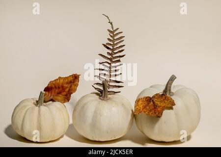 White whole uncooked decorative pumpkins in row with autumn dry leaves over beige background. Autumn minimalist composition. Copy space Stock Photo