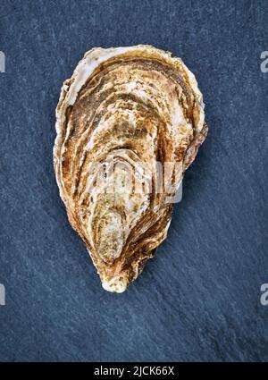 Fresh raw oyster clams isolated and ready to eat. Stock Photo