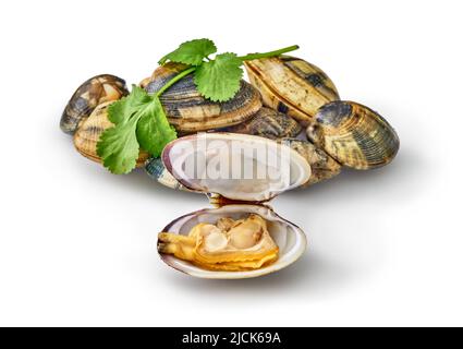 open en closed clams with shellfish isolated on white background. Stock Photo