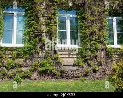 Climbing plants on the exterior of the first floor. Architectural planting. Green facade of building, selective focus Stock Photo