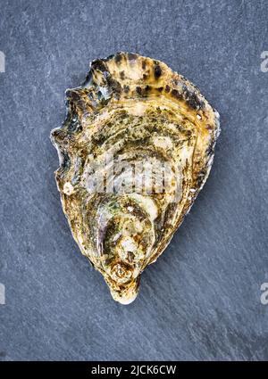 Fresh raw oyster clams isolated and ready to eat. Stock Photo