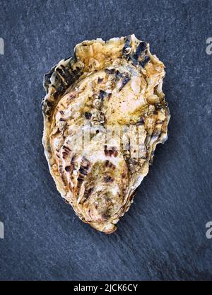 Fresh raw oyster clams isolated and ready to eat. Stock Photo