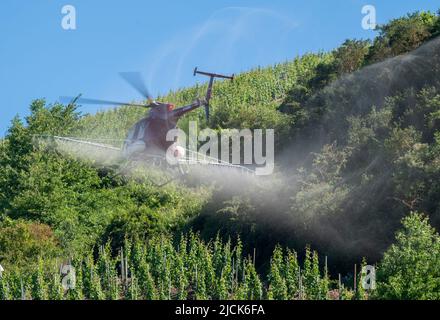 Piesport, Germany. 14th June, 2022. A helicopter sprays the vineyards on the steep slopes of the Moselle near Lörsch. Credit: Harald Tittel/dpa/Alamy Live News Stock Photo