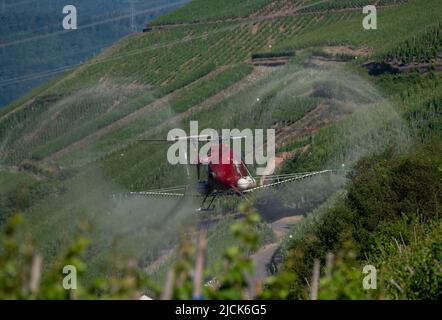 Piesport, Germany. 14th June, 2022. A helicopter sprays the vineyards on the steep slopes of the Moselle near Lörsch. Credit: Harald Tittel/dpa/Alamy Live News Stock Photo