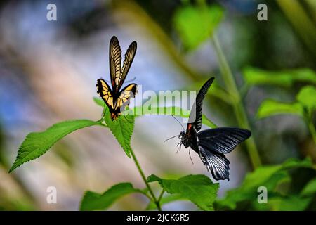 Great mormon (Papilio memnon), Male and Female Stock Photo