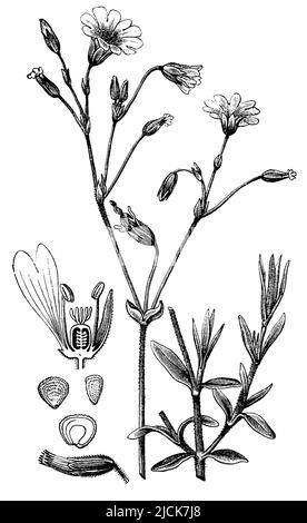 field mouse-ear, Cerastium arvense, anonym (botany book, 1889), Acker-Hornkraut, Céraiste des champs Stock Photo