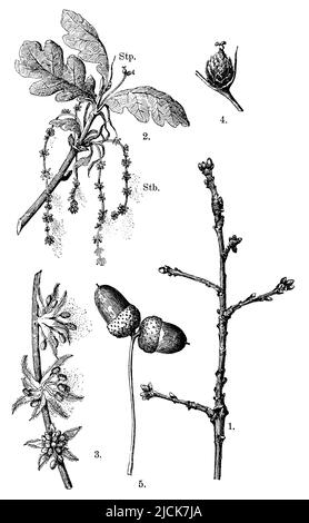 French oak, 1. branch in winter, 2. flowering branch, stb. stamens, stp. pistillate flowers, 3. stamens, 4. one pistillate flower, 5. fruits, Quercus robur, anonym (botany book, 1909), Stieleiche, 1. Zweigstück im Winter, 2. blühender Zweig, Stb. Staubblüten, Stp. Stempelblüten, 3. Staubblüten, 4. eine Stempelblüte, 5. Früchte , chêne pédonculé, 1. rameau en hiver, 2. rameau en fleurs, Stb. fleurs d'étamines, Stp. fleurs de pistils, 3. fleurs d'étamines, 4. une fleur de pistils, 5. fruits Stock Photo