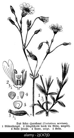 field mouse-ear, Cerastium arvense, anonym (botany book, 1888), Acker-Hornkraut, Céraiste des champs Stock Photo